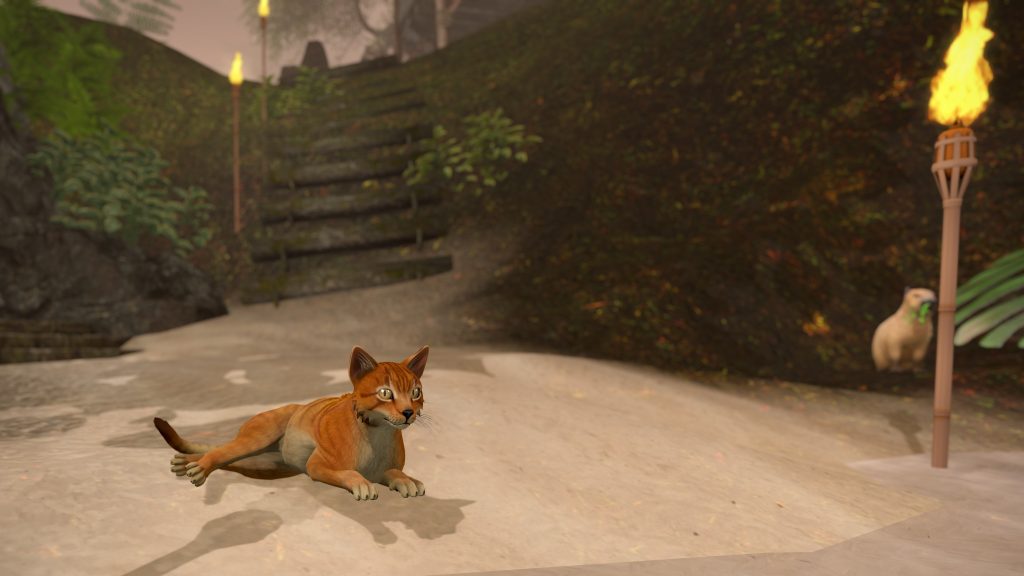 Orange jungle cat lies on the sandy riverbank near torches and mossy steps